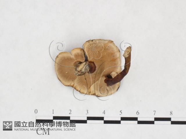 相鄰小孔菌藏品圖，第3張