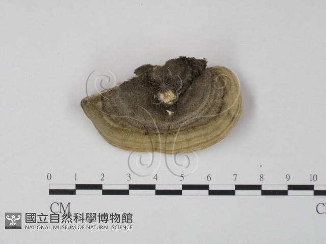 登錄號:F0005958藏品圖，第3張