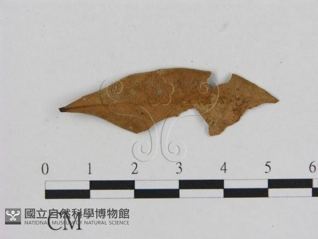 小菇屬藏品圖，第3張