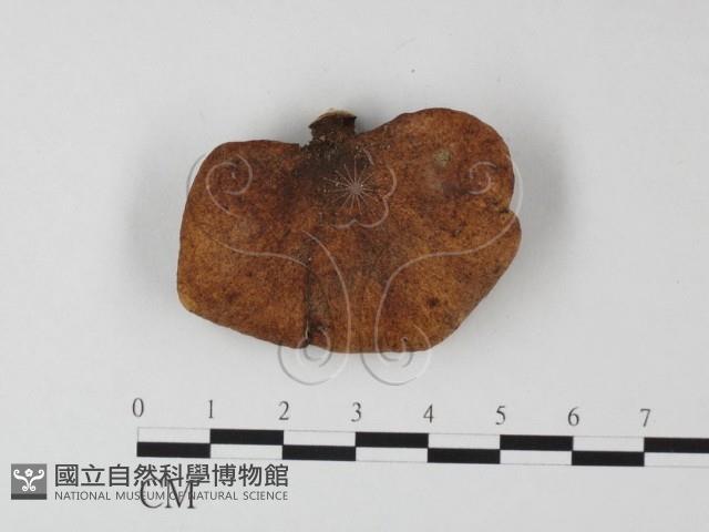 登錄號:F0023958藏品圖，第2張