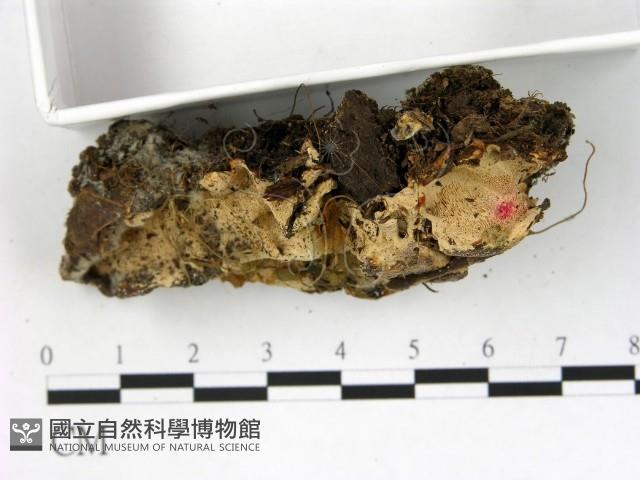 登錄號:F0003958藏品圖，第3張