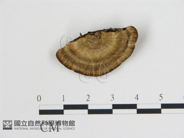 登錄號:F0013958藏品圖，第3張