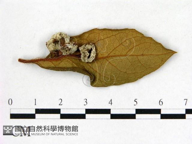 登錄號:F0020658藏品圖，第3張