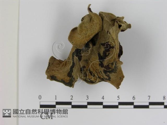毛木耳藏品圖，第3張
