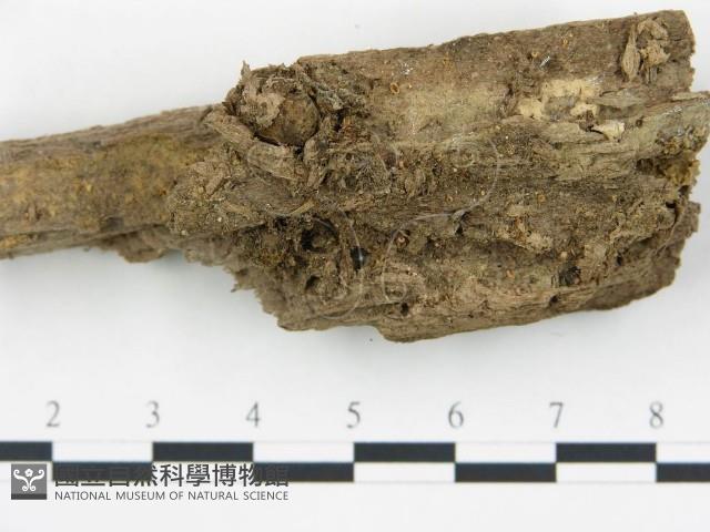 登錄號:F0010658藏品圖，第3張