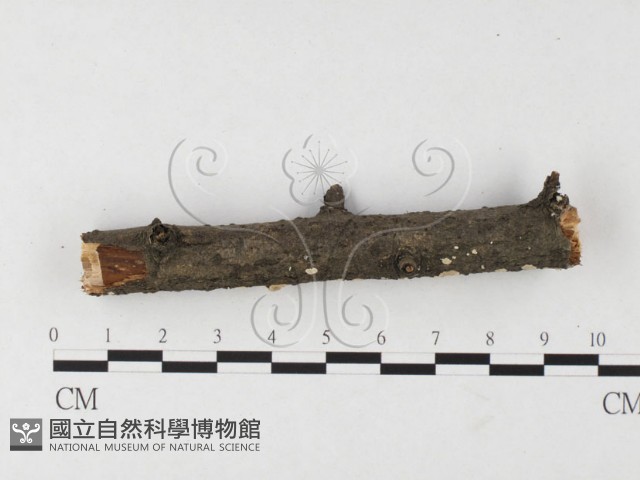 刺皮菌屬藏品圖，第3張