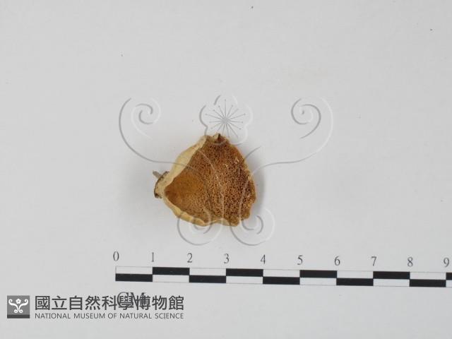 登錄號:F0006658藏品圖，第3張