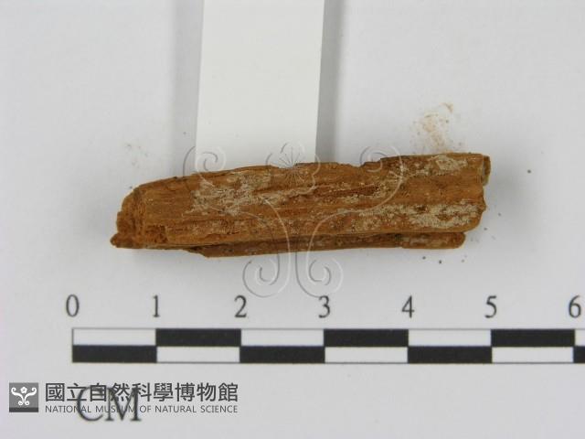 登錄號:F0016658藏品圖，第3張