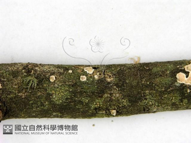 盤革菌屬藏品圖，第3張