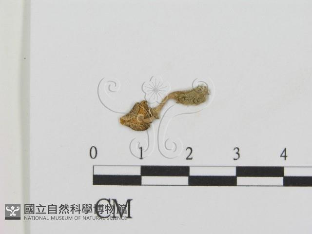 登錄號:F0012658藏品圖，第3張