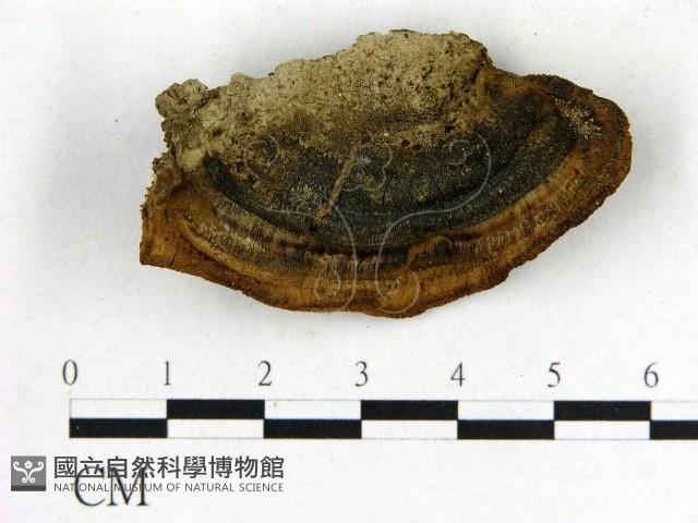 登錄號:F0017658藏品圖，第3張
