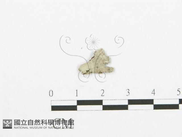 裂褶菌藏品圖，第3張