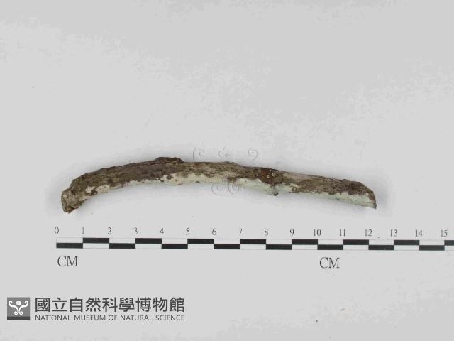 絲皮菌屬藏品圖，第3張