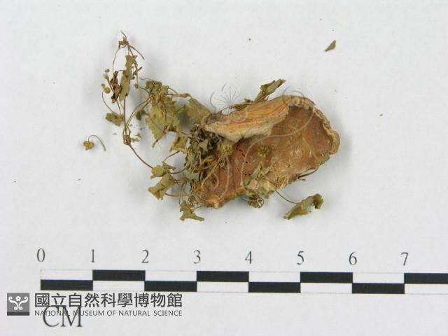 登錄號:F0003658藏品圖，第3張