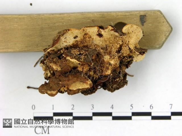 登錄號:F0013658藏品圖，第3張