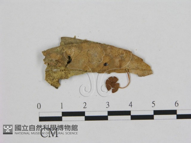 小皮傘屬藏品圖，第3張