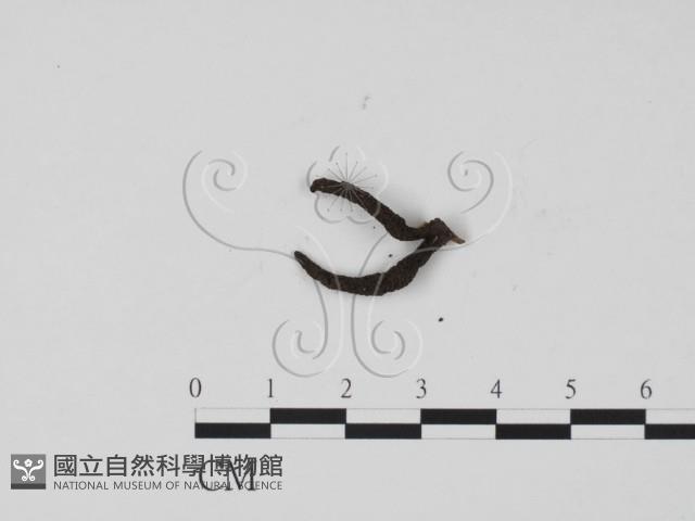 炭角菌屬藏品圖，第3張