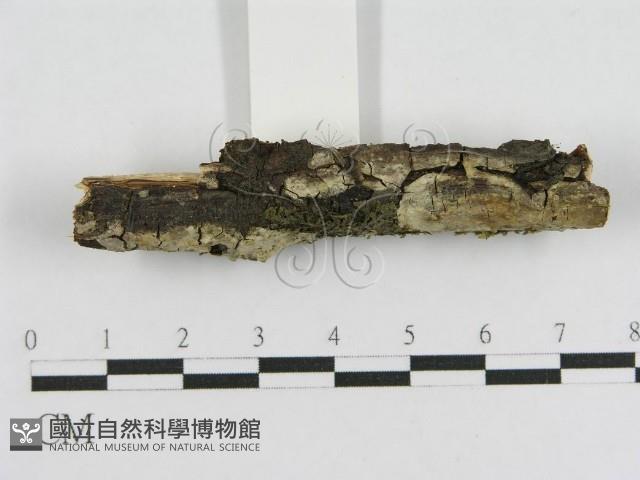 登錄號:F0010458藏品圖，第3張