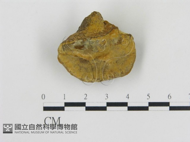 登錄號:F0016458藏品圖，第3張