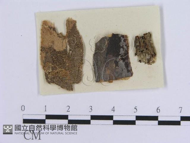 登錄號:F0011458藏品圖，第1張