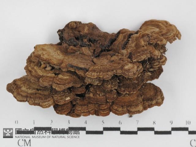 登錄號:F0031458藏品圖，第3張