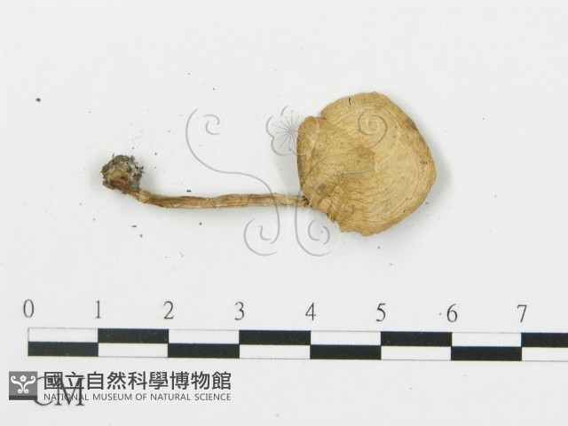 登錄號:F0014458藏品圖，第3張