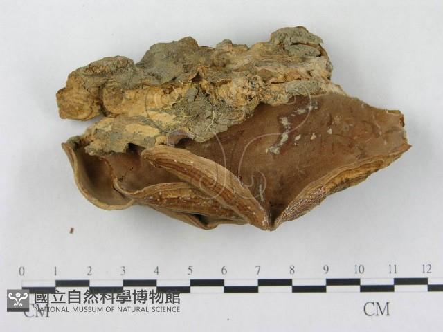 登錄號:F0002458藏品圖，第3張