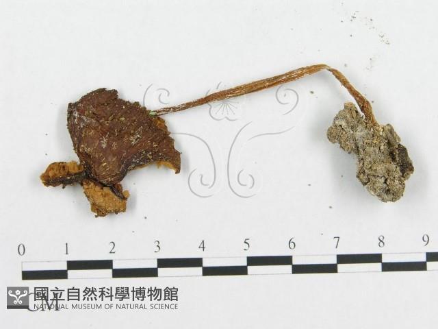 登錄號:F0012458藏品圖，第3張