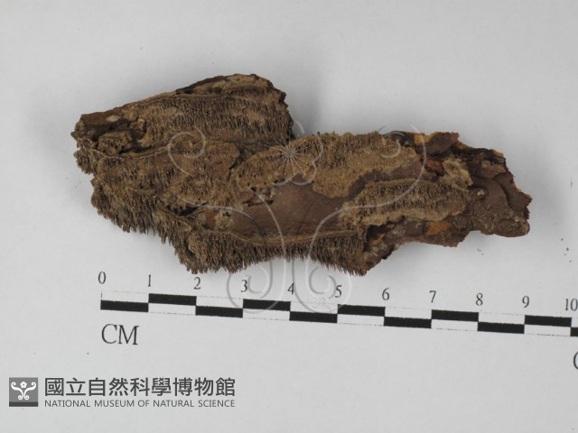 登錄號:F0027458藏品圖，第3張