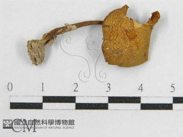 登錄號:F0007458藏品圖，第3張