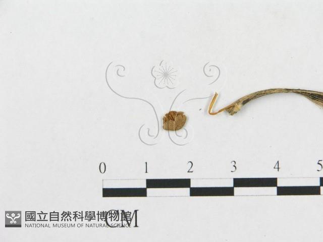 登錄號:F0005458藏品圖，第3張