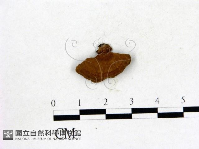 登錄號:F0009458藏品圖，第3張