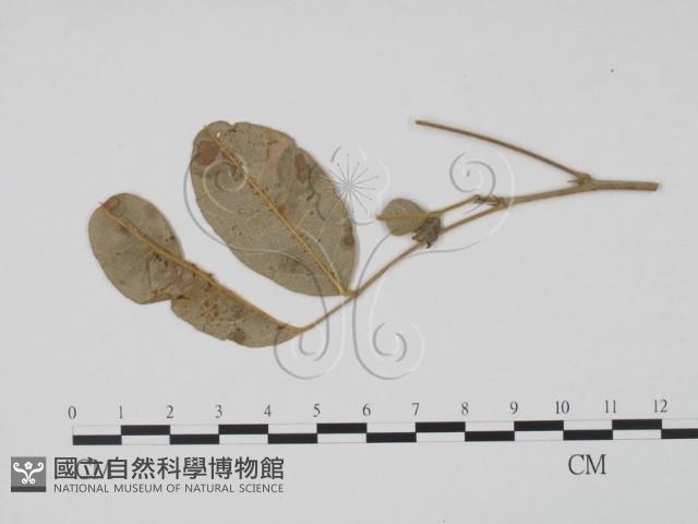 登錄號:F0019458藏品圖，第3張