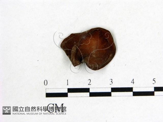 木耳屬藏品圖，第3張