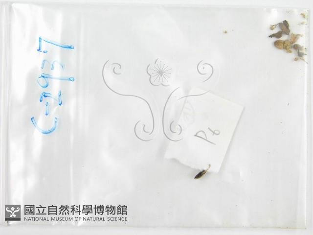 鬼傘屬藏品圖，第3張