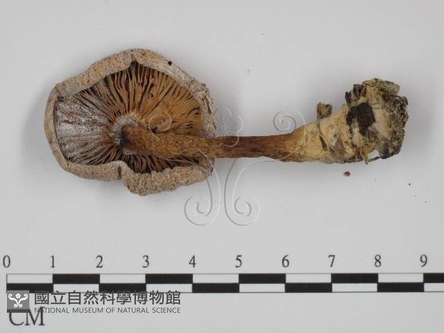 登錄號:F0001758藏品圖，第3張