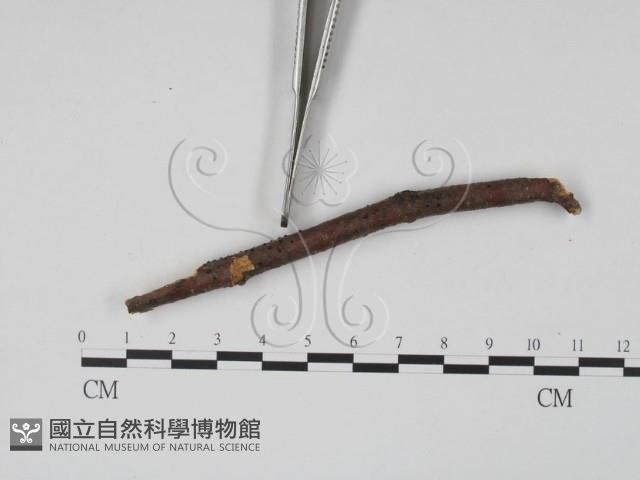 登錄號:F0011758藏品圖，第3張