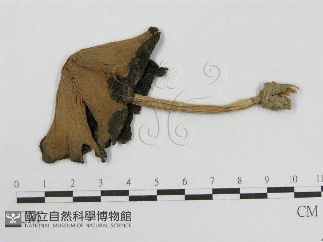 登錄號:F0004758藏品圖，第3張