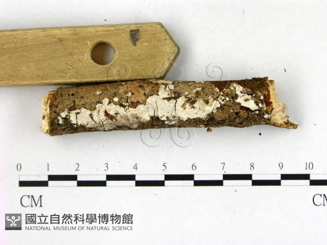 登錄號:F0022758藏品圖，第3張