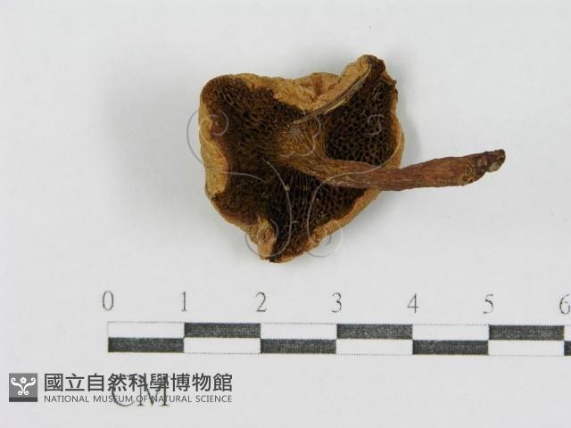 登錄號:F0012758藏品圖，第3張