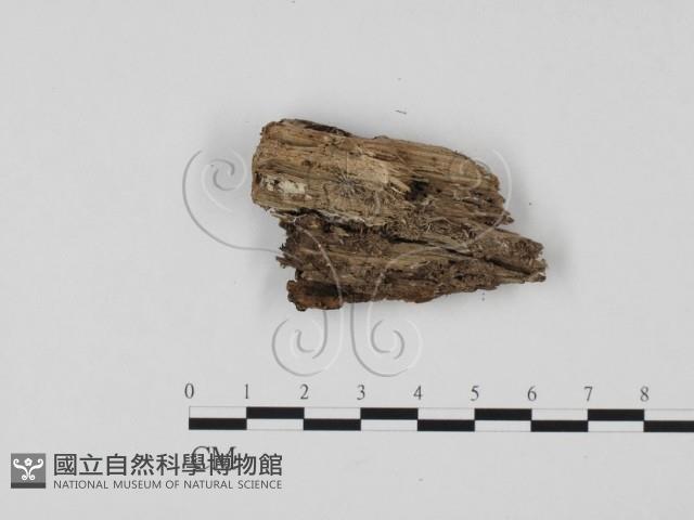 登錄號:F0025758藏品圖，第3張