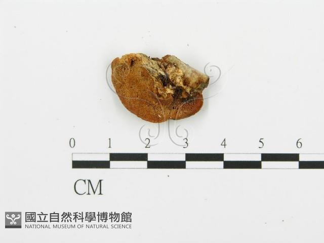 登錄號:F0005758藏品圖，第3張