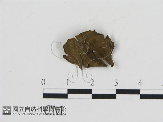 登錄號:F0009758藏品圖，第3張