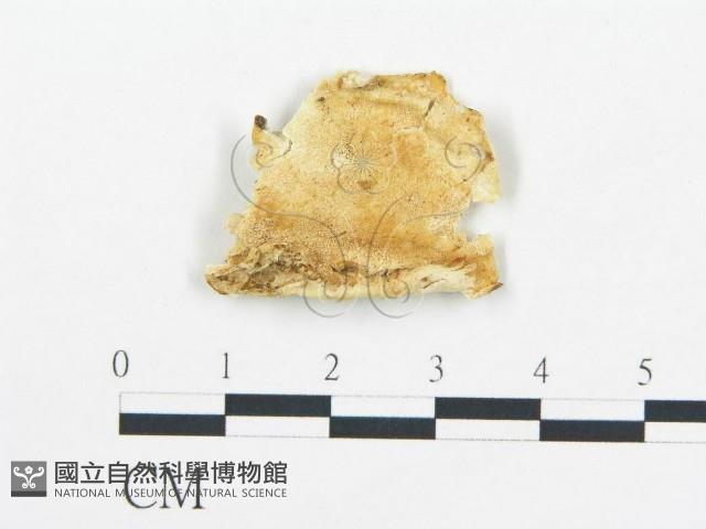 登錄號:F0019758藏品圖，第1張