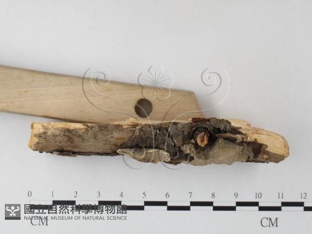 Accession Number:F0023758 Collection Image, Figure 3, Total 3 Figures