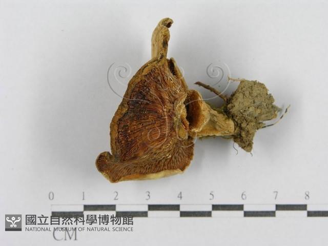 登錄號:F0003758藏品圖，第3張