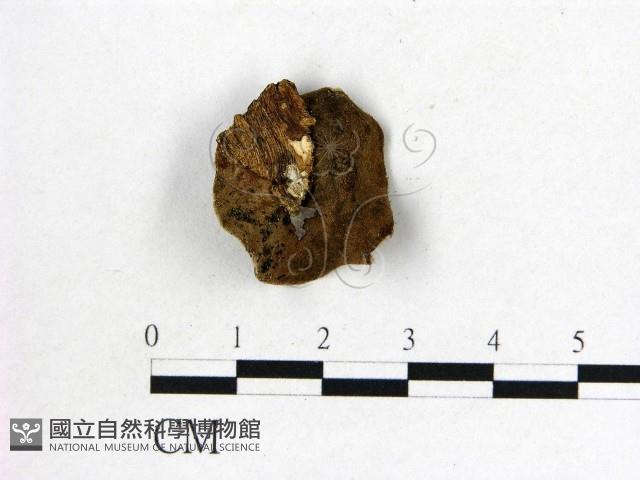 毛木耳藏品圖，第3張