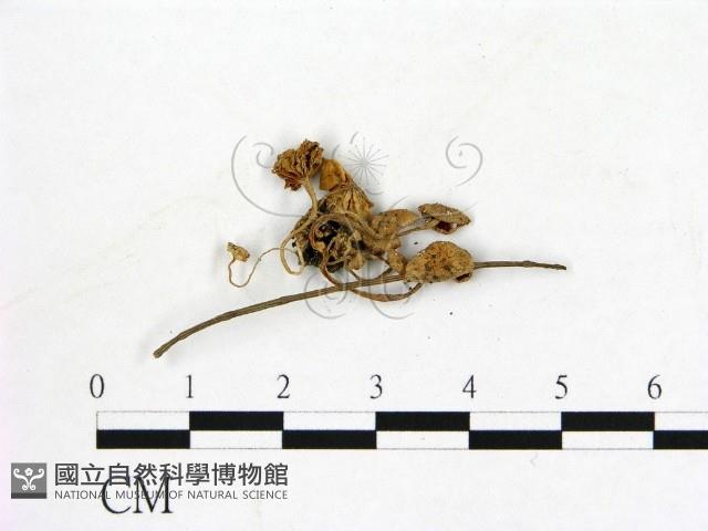 登錄號:F0008558藏品圖，第3張
