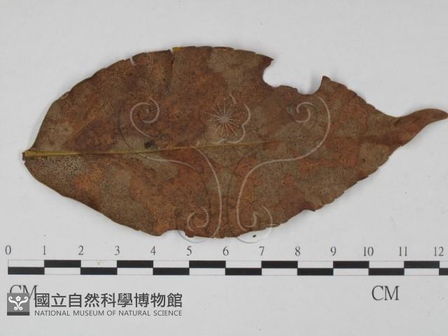 登錄號:F0000558藏品圖，第3張