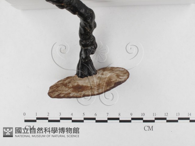 靈芝屬藏品圖，第3張